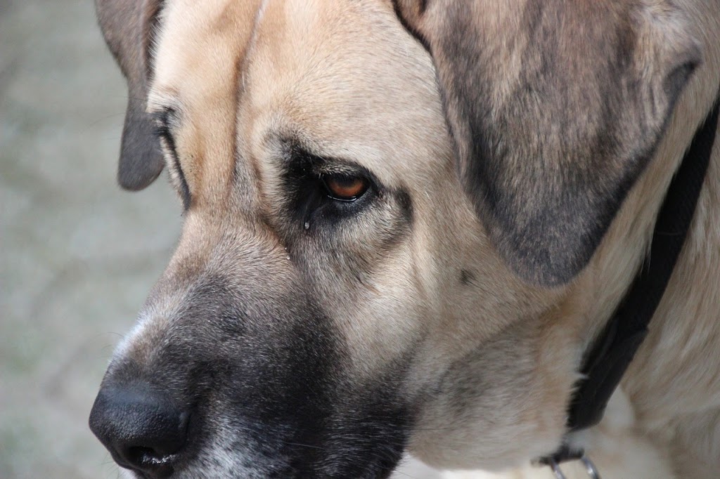 Leia mais sobre o artigo 10 raças de cães gigantes que são únicas no mundo