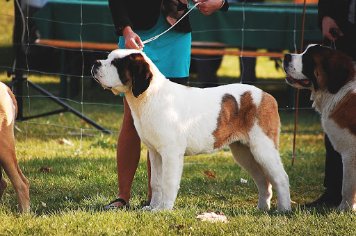 Leia mais sobre o artigo Qual a diferença de cão de exposição para cão de trabalho?