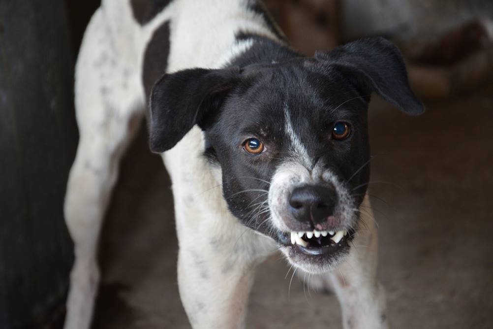 Leia mais sobre o artigo Como Lidar com Agressividade Canina?