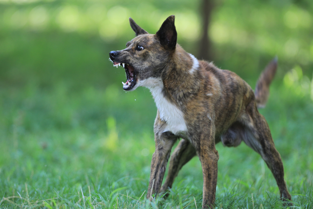 Leia mais sobre o artigo Cães são predadores naturais e podem se tornar selvagens