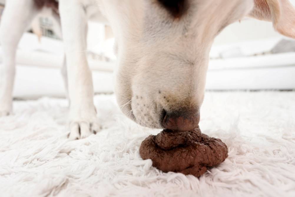 Leia mais sobre o artigo Coprofagia em cães: Seu cachorro come cocô?