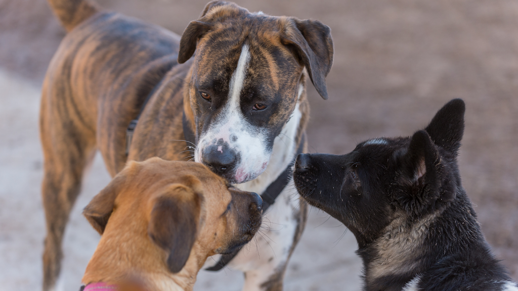 Leia mais sobre o artigo Socialização de cães: o segredo de um cão equilibrado