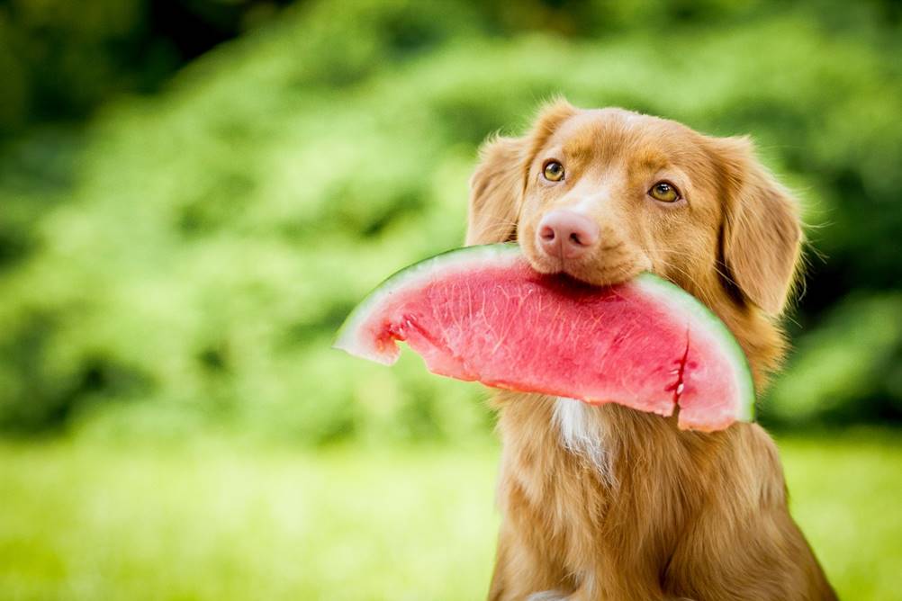 Leia mais sobre o artigo Tudo Sobre Frutas para Cães