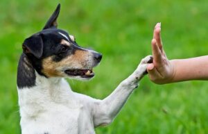 ensinar comandos aos cachorros