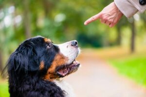 O que faz o treinamento de cães falhar