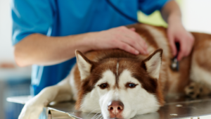 Doenças genéticas em cães